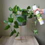 Pokon Powerspray Kamerplanten sfeer